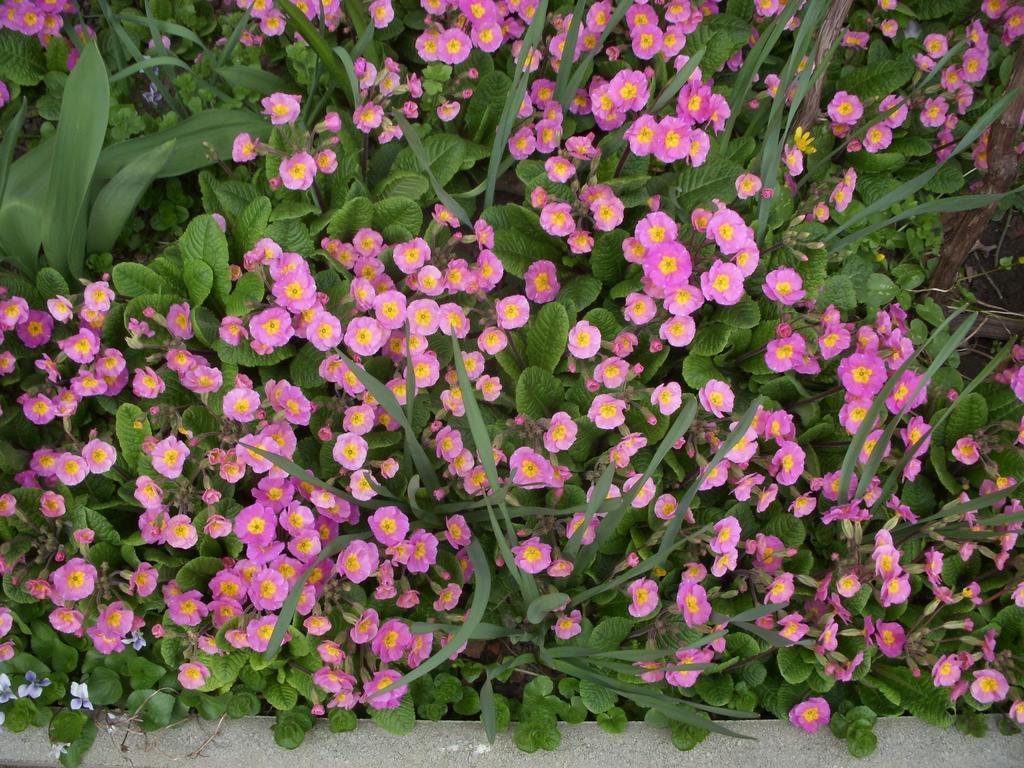 Garden Szivarvany Utcai Vendeghaz Segedin Oda fotoğraf